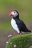 Atlantic Puffin